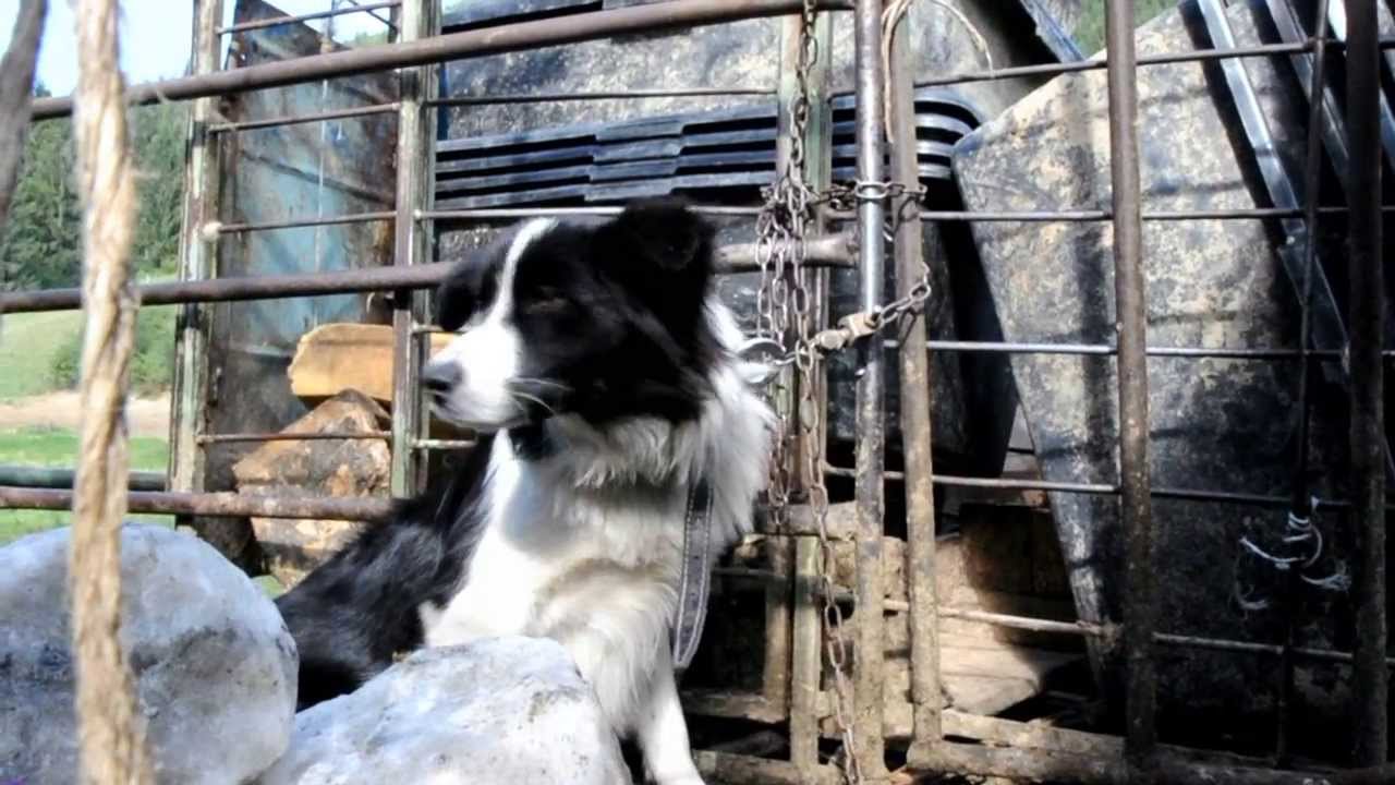 Redikanie z terchovského salaša