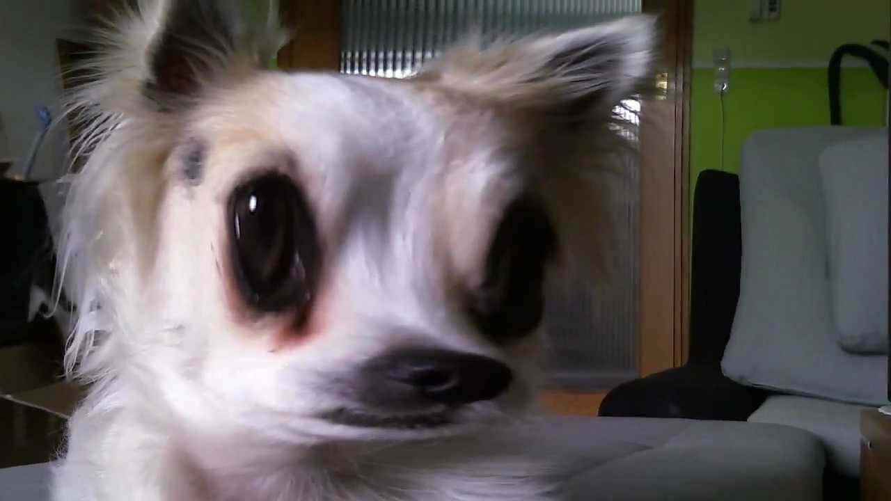 Unser Hund Luna - Mal total anders