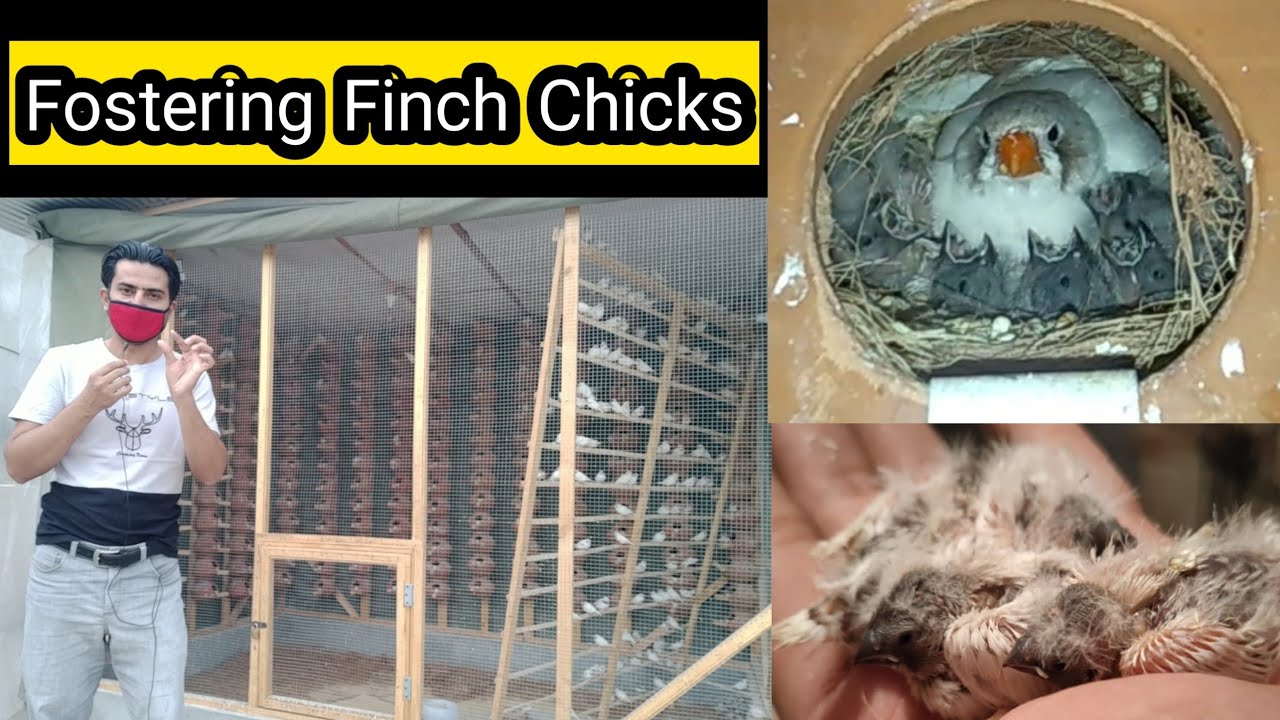 How To Fostering Zebra Finch Chicks | Finches Bebies Fostering | Zebra Finch Fostering Procedure