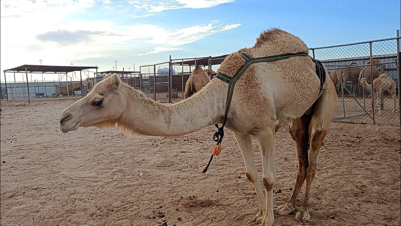 Inside Qatar Camel Farm / Camel Farm Tour / Qatar Camel Farm / Camel's Videos / Animals Videos