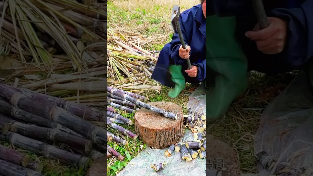 Sugar Cane Slicing: Pure Power & Precision! 🎋🪓 #farmoratv #nature #asmr