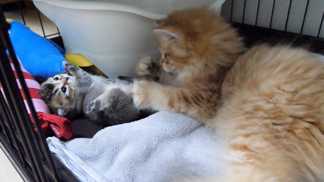 Here&rsquo;s the kitten who got scolded for playing with a baby kitten&rsquo;s tail&hellip;