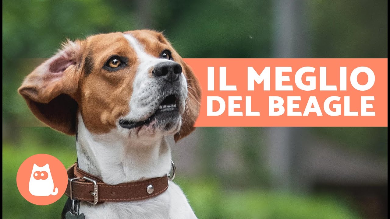 VANTAGGI di avere un BEAGLE🐶✅ (7 MOTIVI PRINCIPALI)