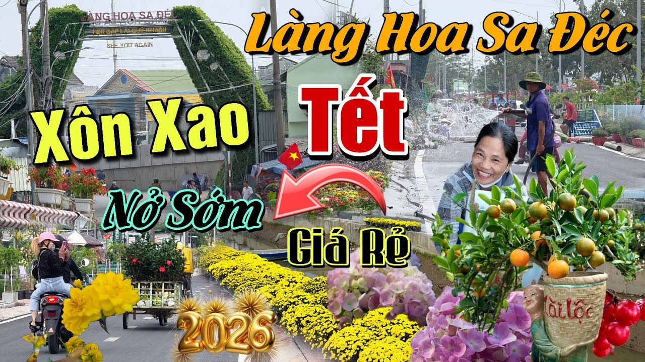 TẾT 2026 LÀNG HOA SA ĐÉC BẤT NGỜ NHIỀU MẪU HOA LẠ GIÁ RẺ CÚC MÂM XÔI MAI VÀNG NỞ SỚM NGUY CƠ MẤT TẾT
