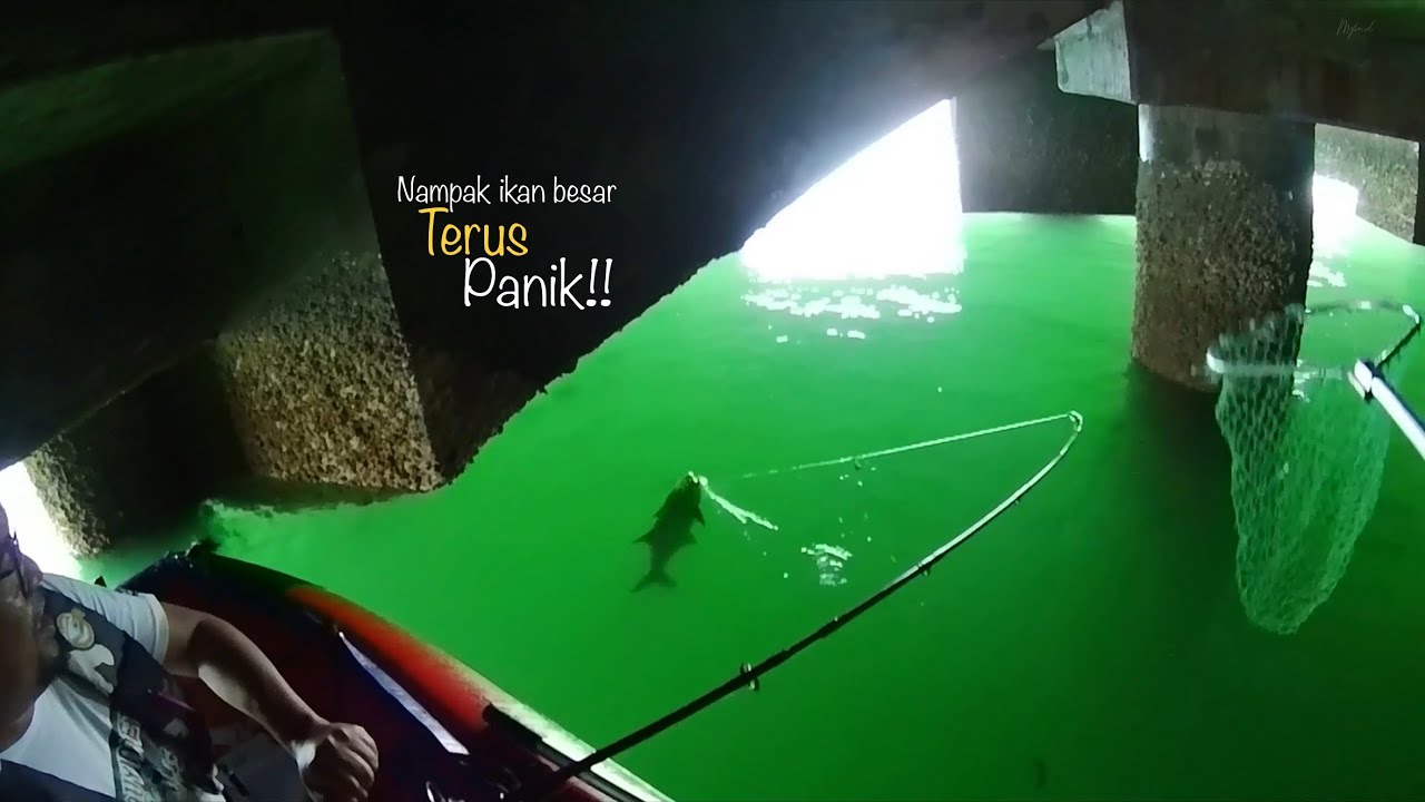 Ikan Penunggu Di Sini Buat Pemancing Menggigil Panik