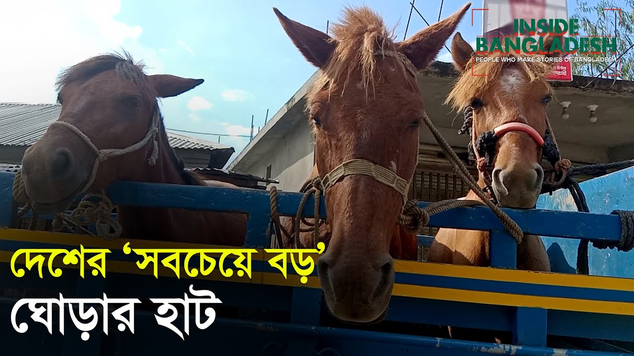 ৮ হাজার থেকে লাখ টাকার ঘোড়া পাওয়া যায় তুলসিপুরের ঘোড়ার হাটে!