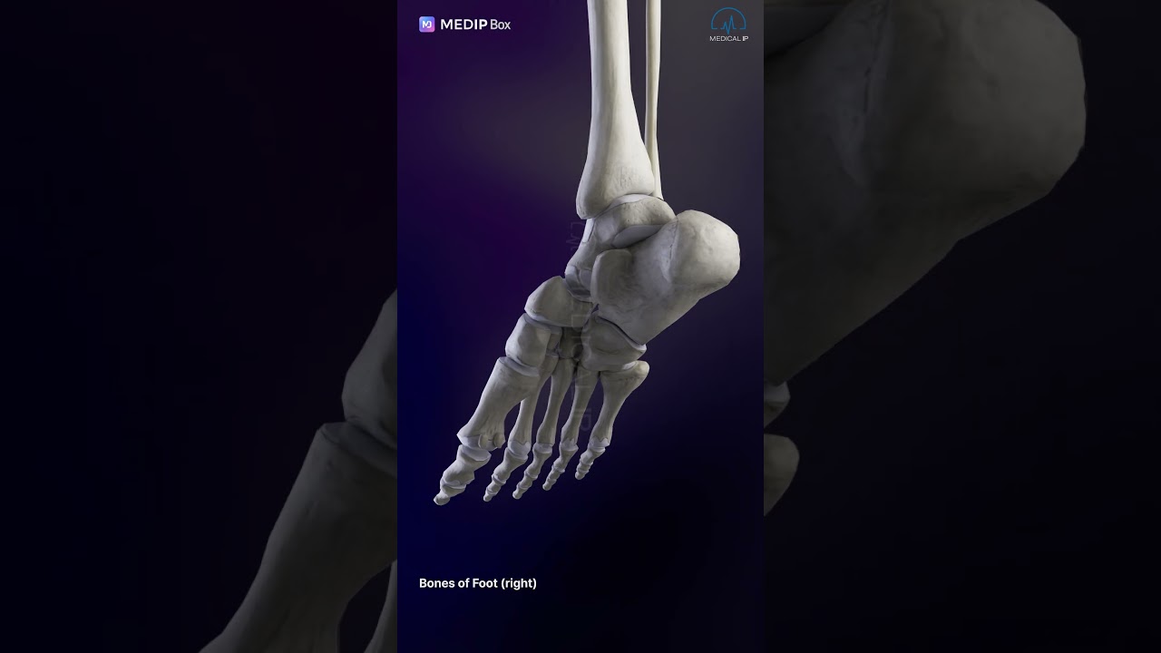 Bones of Foot