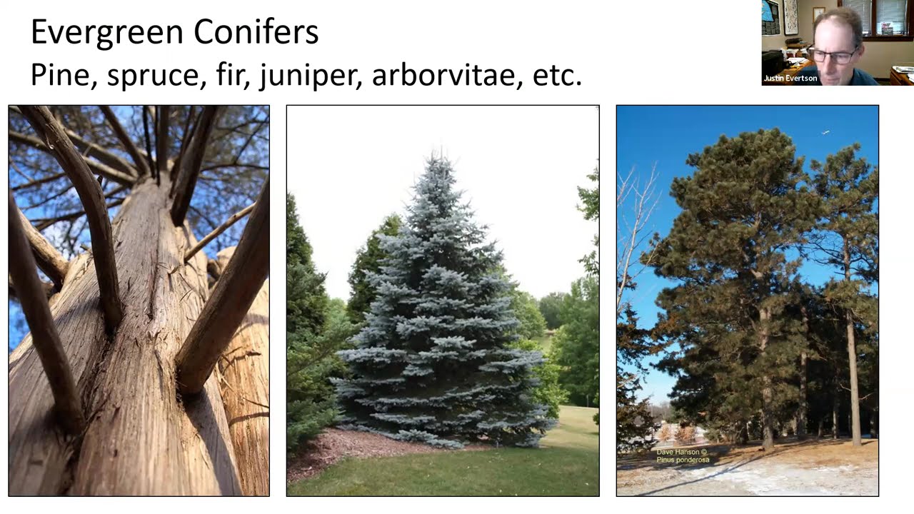 Winter Tree ID and Fun Facts