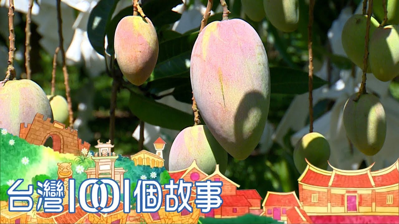 籽薄如名片果肉清甜  史上最強嘉義芒果 part3 台灣1001個故事