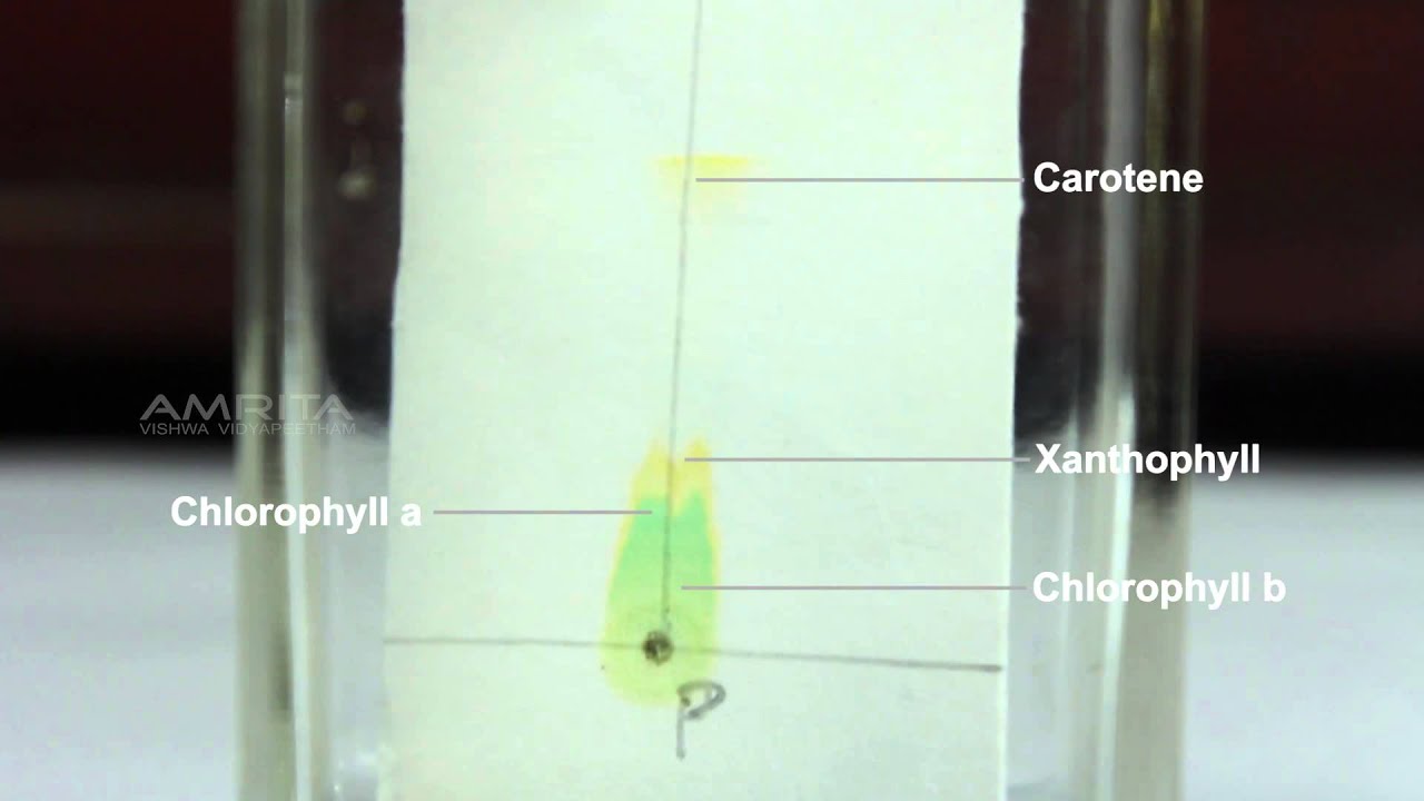 Separation of Pigments from the Extract of Spinach Leaves by Paper Chromatography - MeitY OLabs