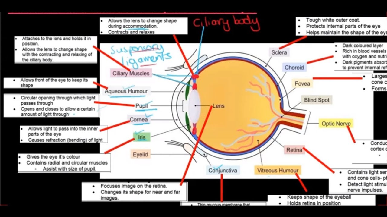 Gr 12 Life Sciences Responding to the Environment Humans Part 4 The Human Eye
