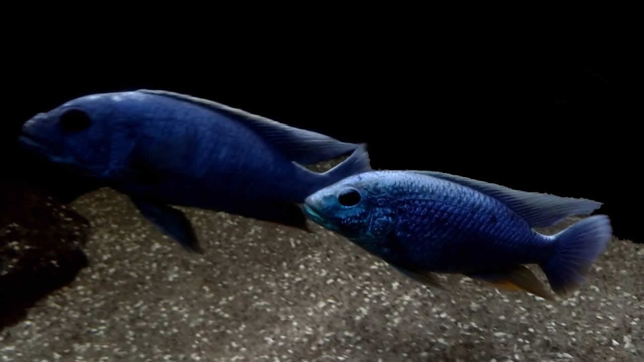 74°- Vamos conhecer o Sciaenochromis fryeri! (Eletric Blue)