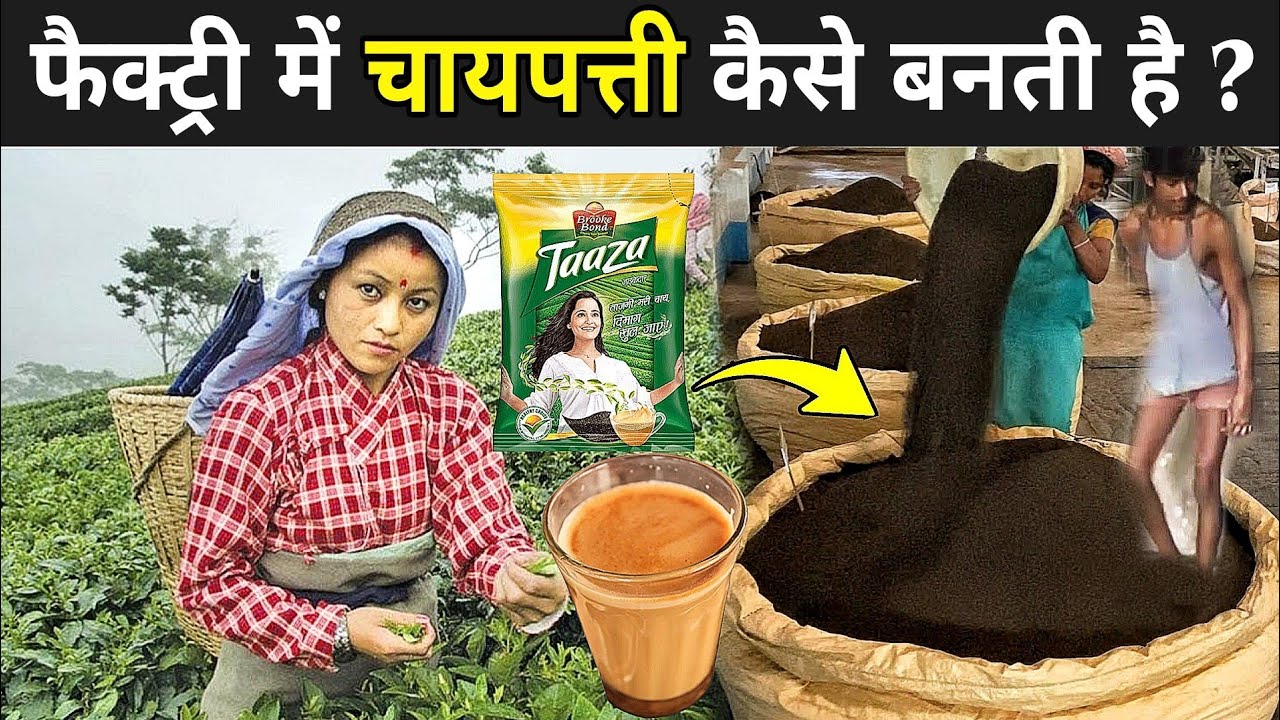 फैक्ट्री में चायपत्ती कैसे बनती है ? | Chai Patti Making Process | Tea Farming In India Hindi