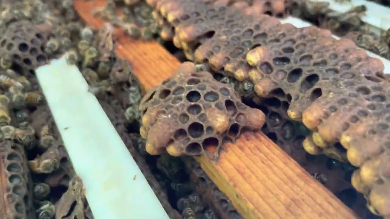 Are They Swarming?!?