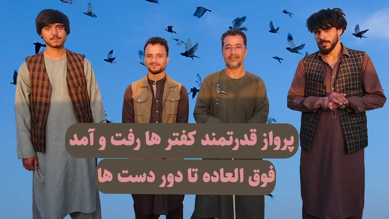 0483/ پرواز قدرتمند کفترها رفت و آمد فوق العاده تا دور دست ها🔥🕊️😱 Afghan Shawqi