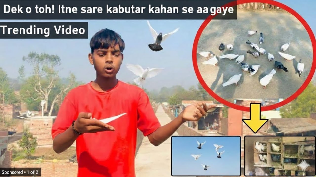 Yeh Kya Ho Gaya Itne Sarae Kabootar kahan se Aagayi￼￼ Trending video❤️‍🔥🕊￼