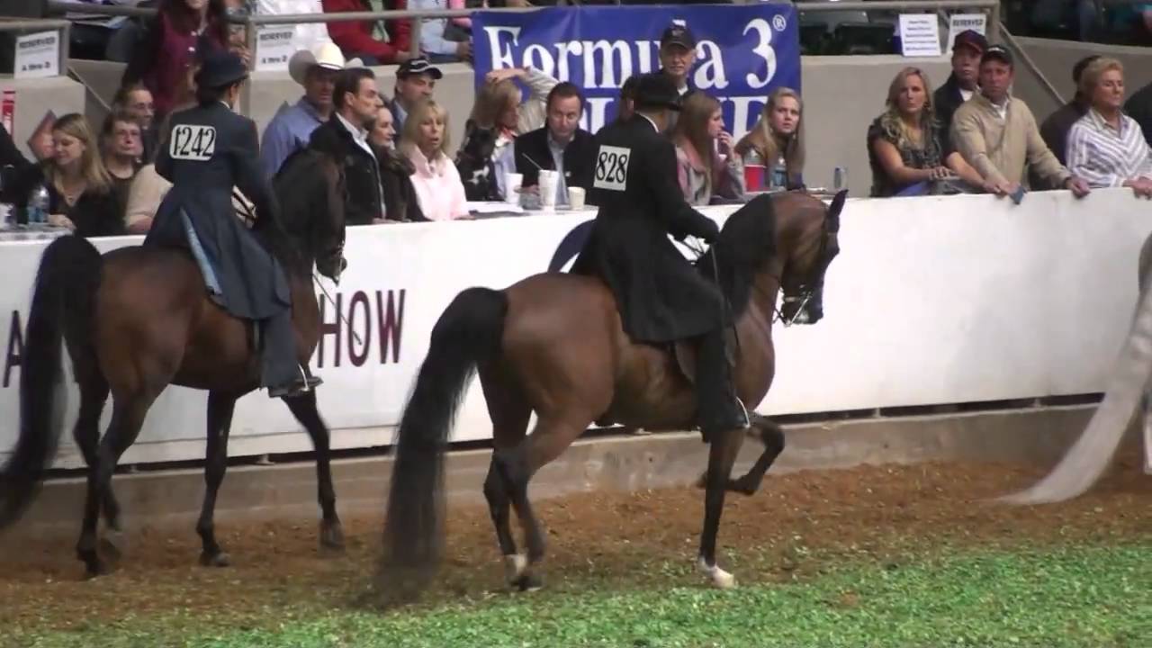 The Class! (Open English Pleasure) U.S. Arabian Nationals 2010 Part 1:) HD