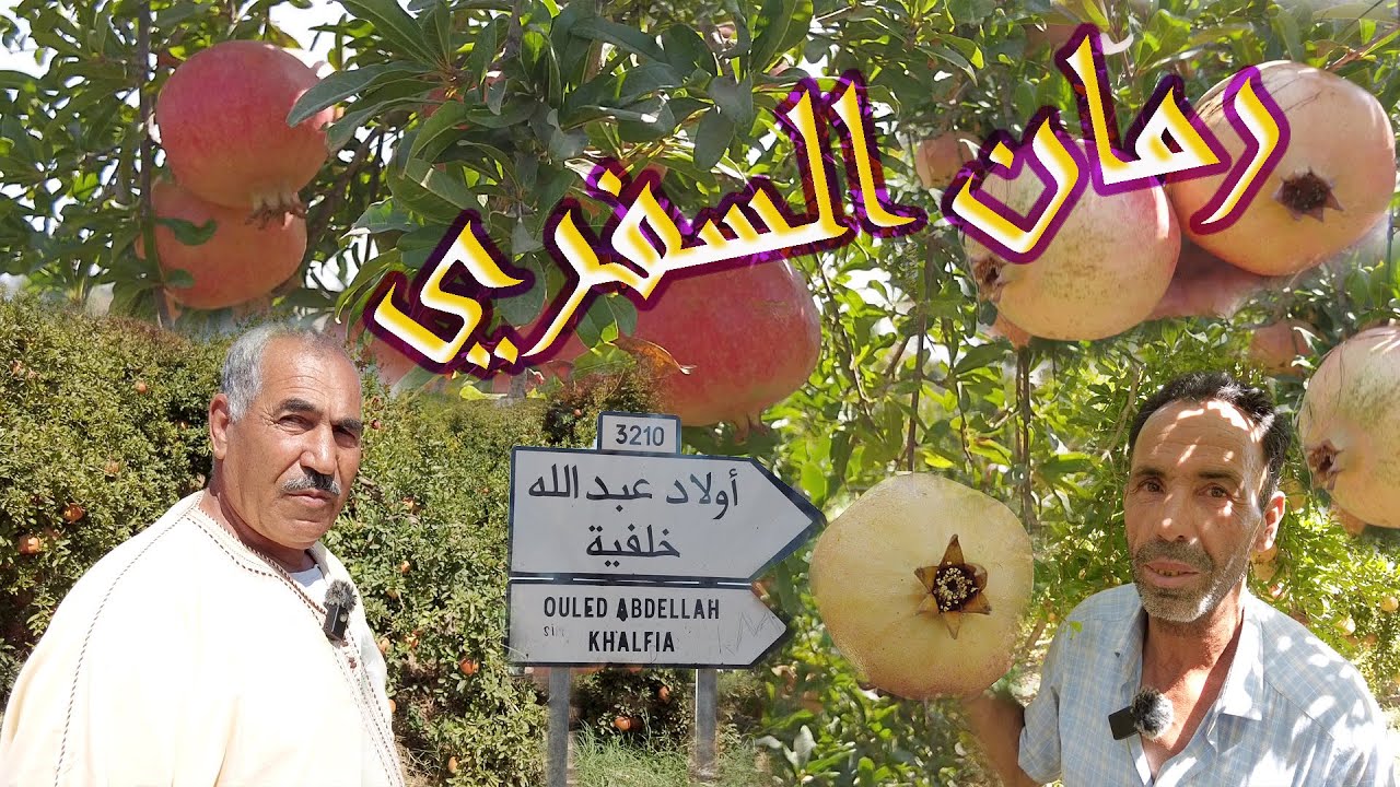 أجي تشوف. أحسن جودة رمان السفري من ولاد عبدالله بني ملال الفقيه بن صالح 27/09/2023