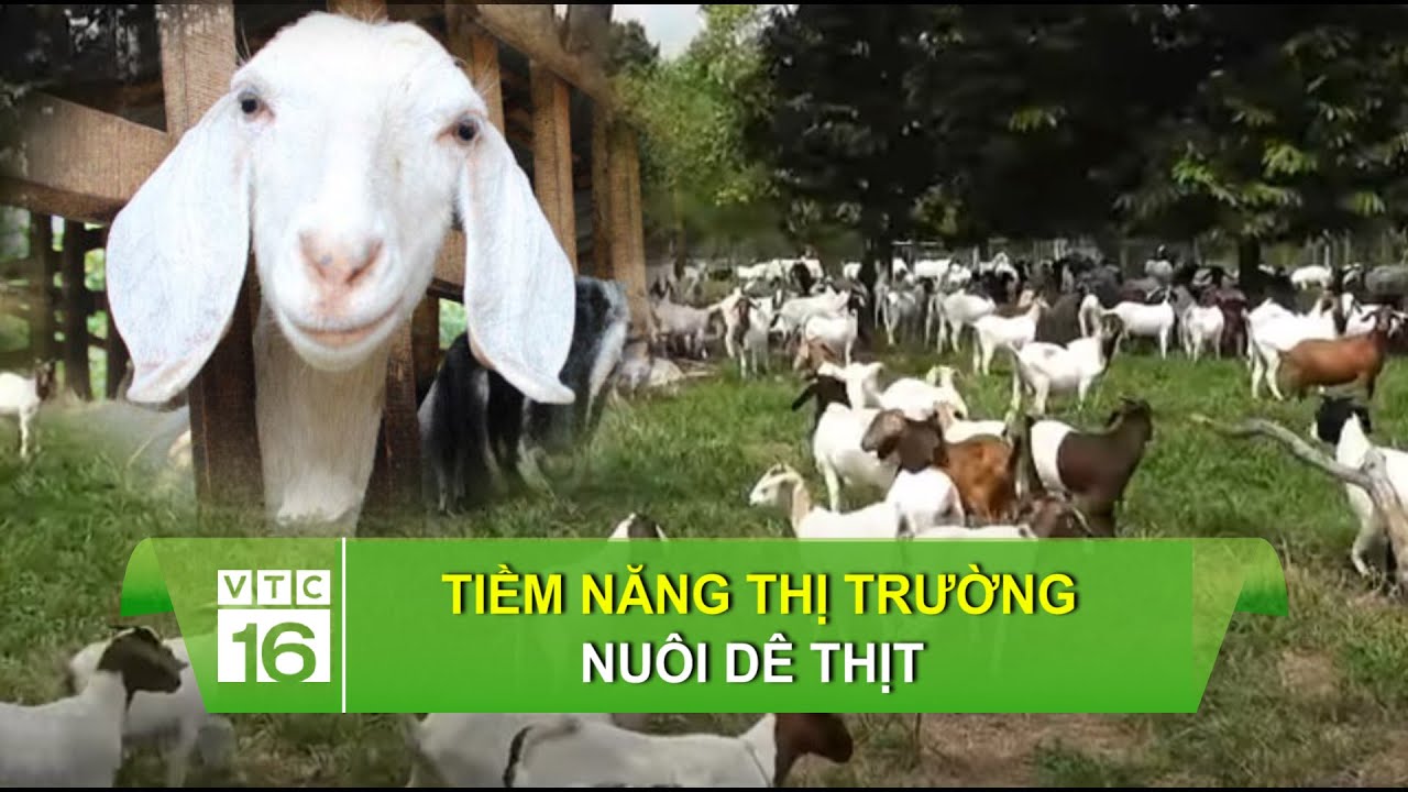 Tiềm năng thị trường nuôi dê lấy thịt | VTC16