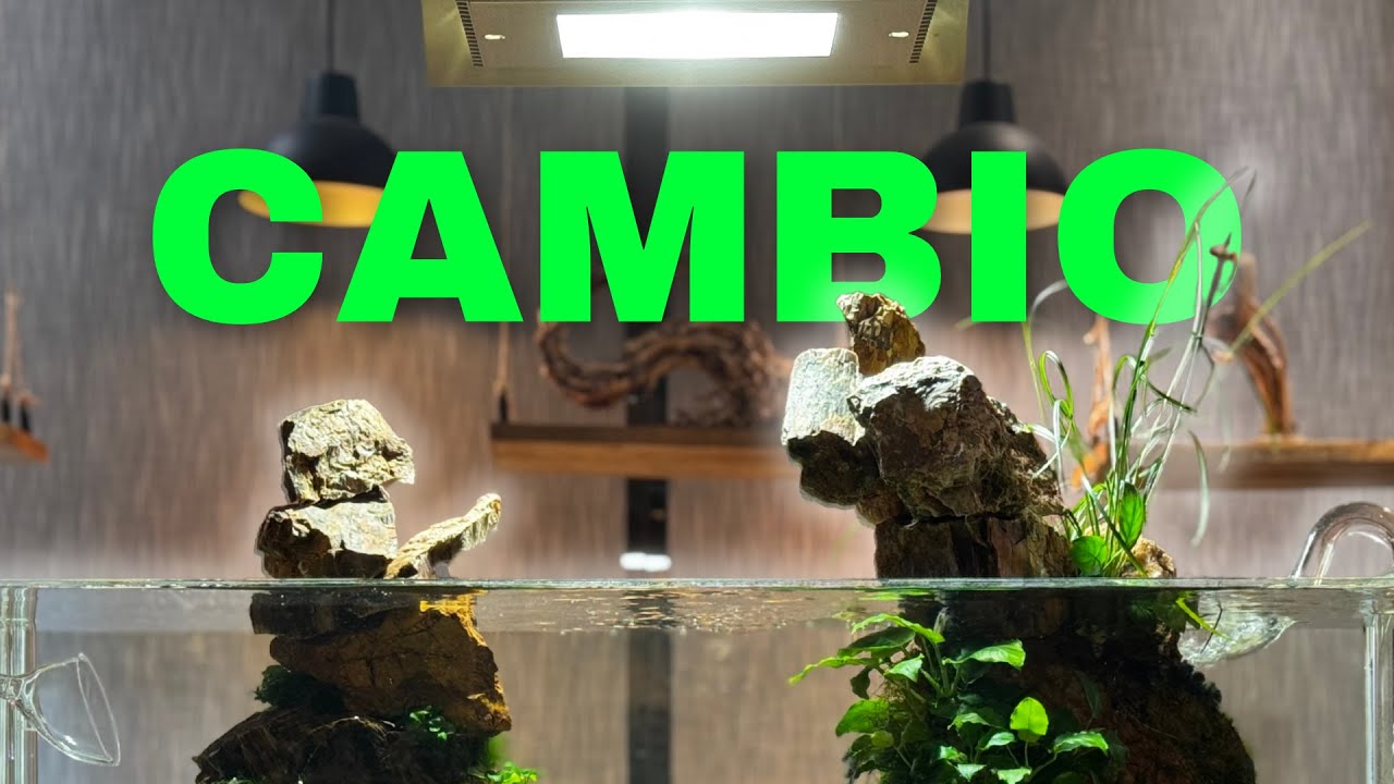 ¡Este Cambio en el Acuario lo Cambia Todo! 🐠💧►