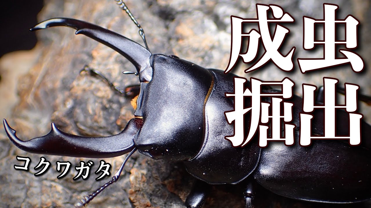 羽化したコクワガタを掘り出す！【クワガタ飼育】