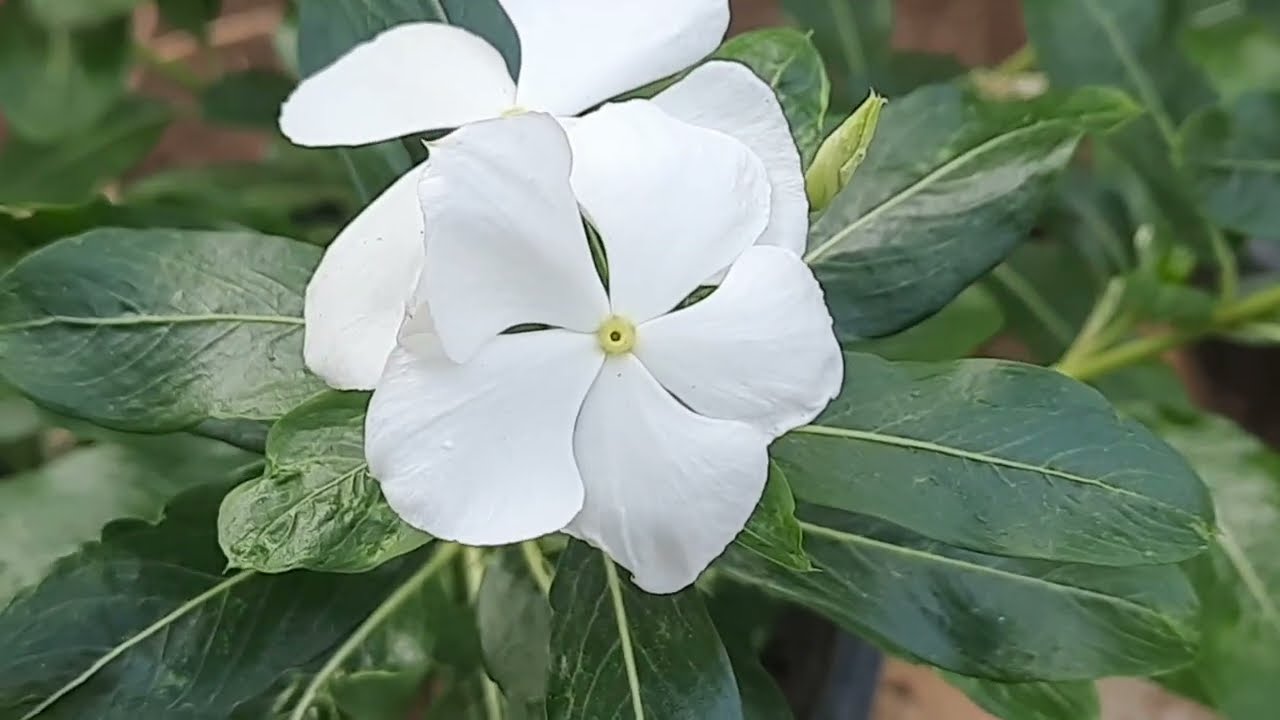 സൂര്യയുടെ ത്യാഗത്തിൽ നന്ദിനിയുടെ അസുഖം മാറി നന്ദിനിയെ ആരധി കുളിപ്പികുമ്പോൾ