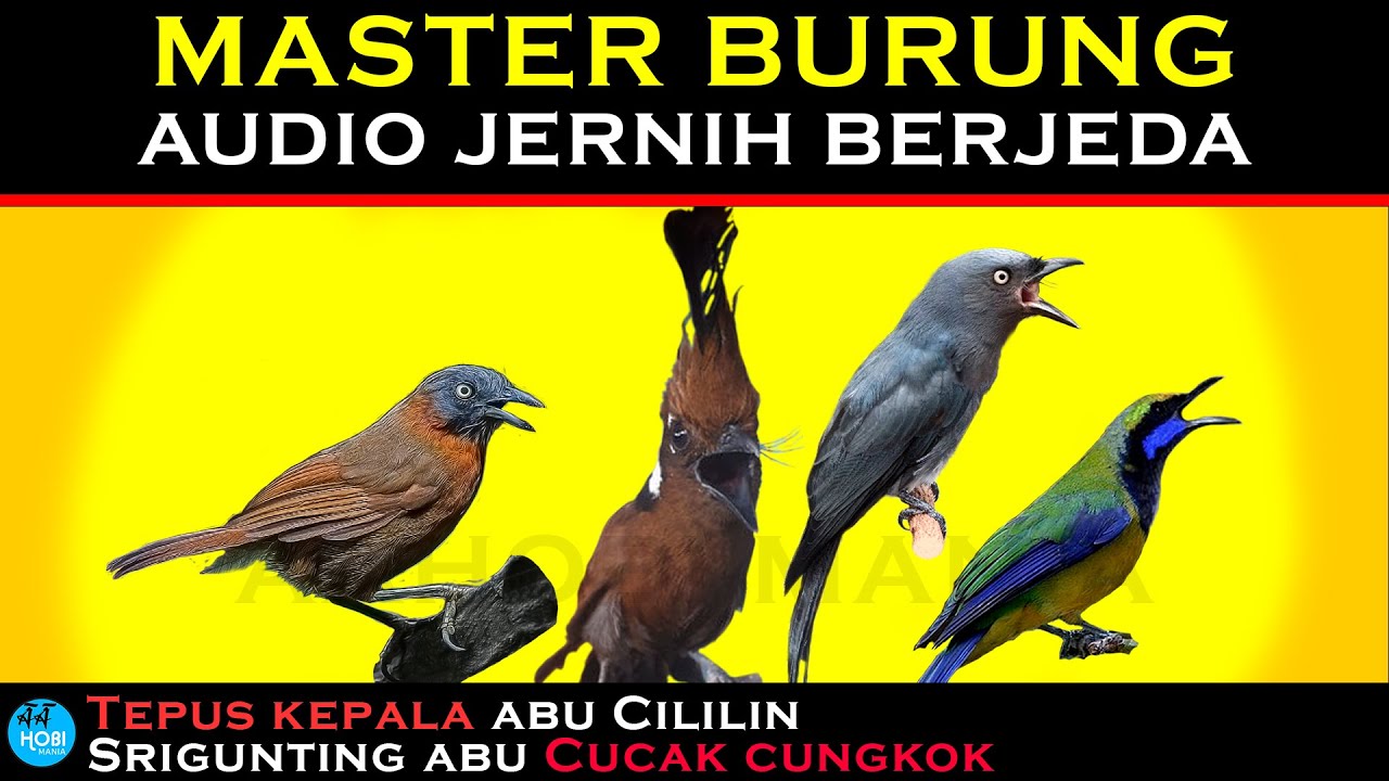 MASTER BURUNG  AUDIO JERNIH BERJEDA | Tepus kepala abu Cililin Srigunting abu Cucak cungkok
