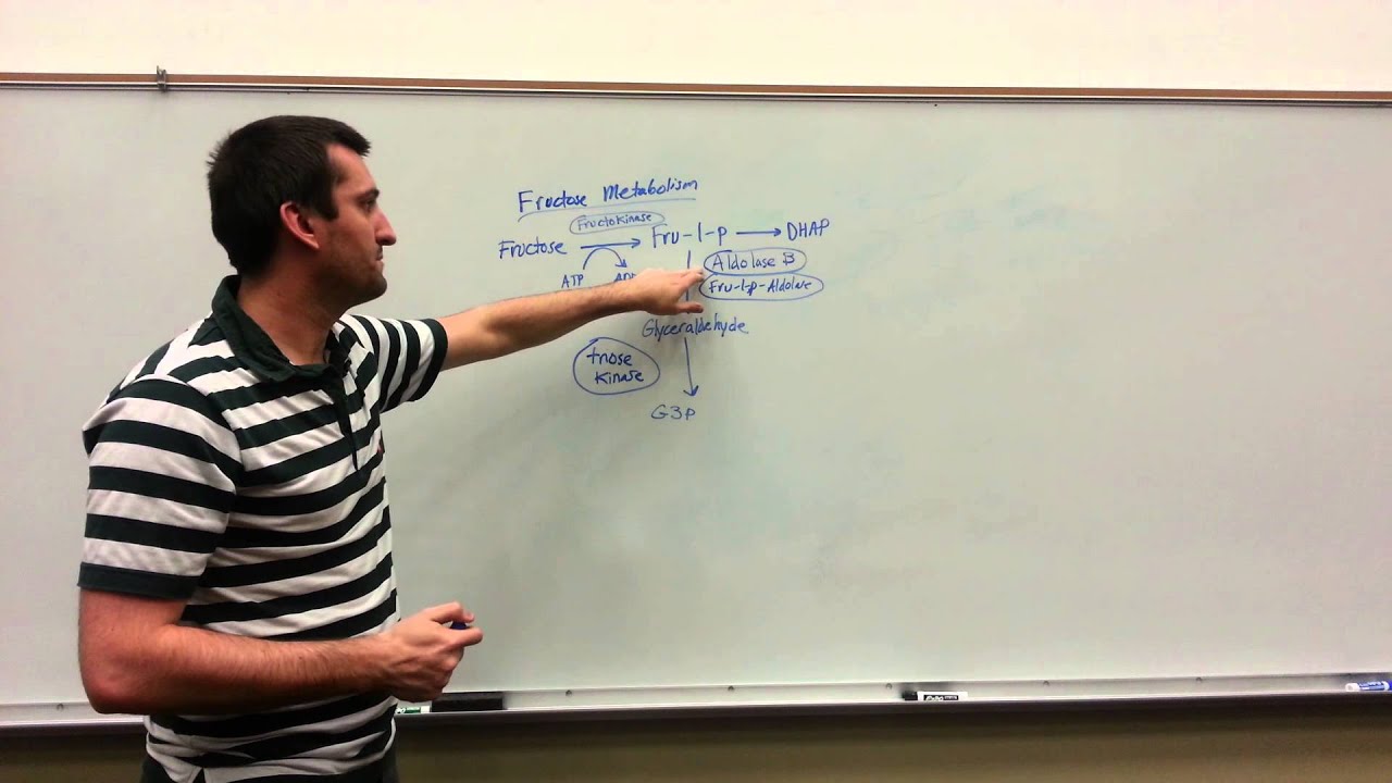 Fructose Metabolism Basics