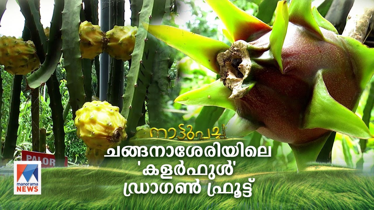 60 സെന്റിൽ 80 ഡ്രാഗൺ ഫ്രൂട്ട് ഇന വൈവിധ്യങ്ങൾ; ജോസഫിന്റെ വിജയകഥ | Nattupacha
