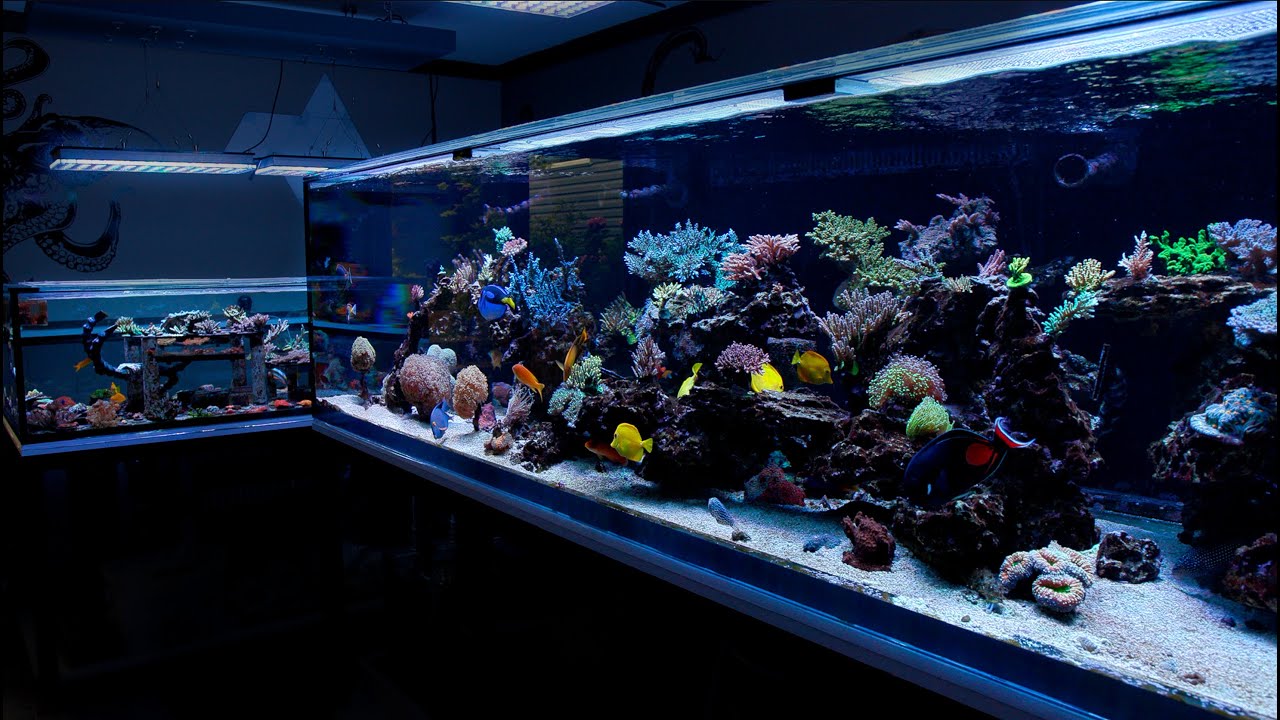 Nathan's Reef Tank ONE YEAR Update Podcast