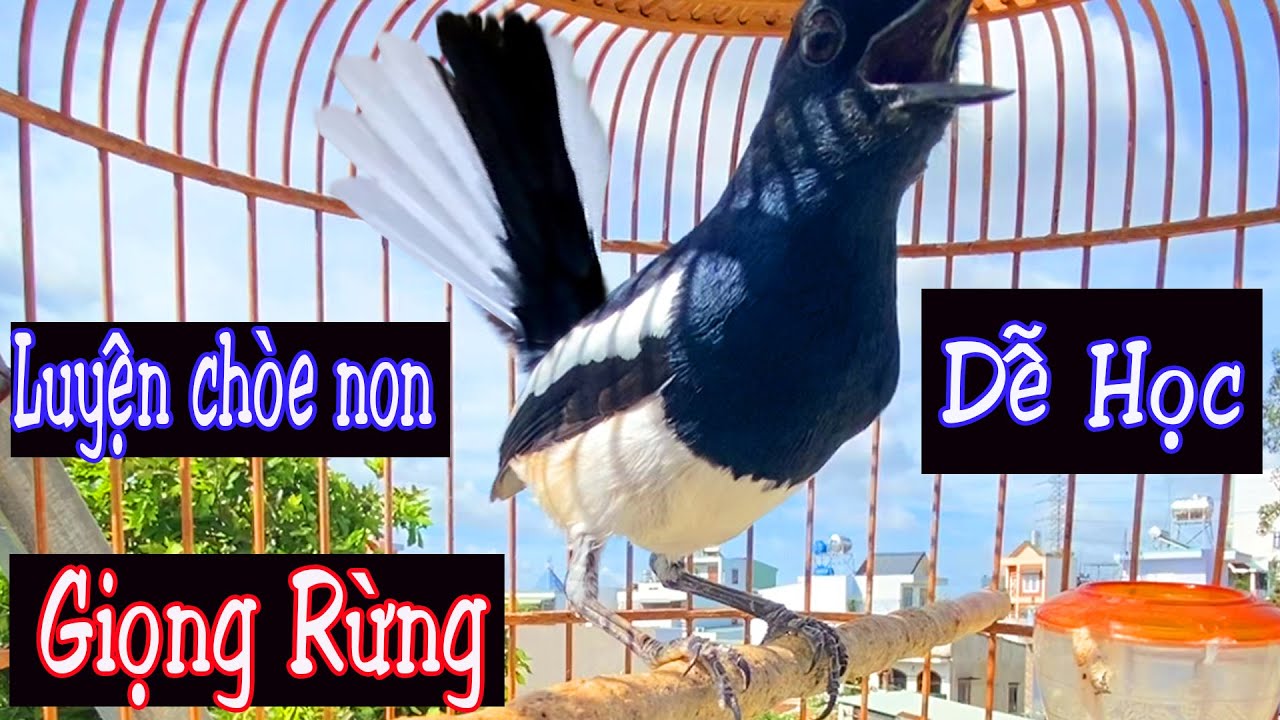Hót Chuẩn GIỌNG NÚI RỪNG.Luyện giọng chòe than HÓT HAY. Kích chòe than hót.choethanhot,chòe than