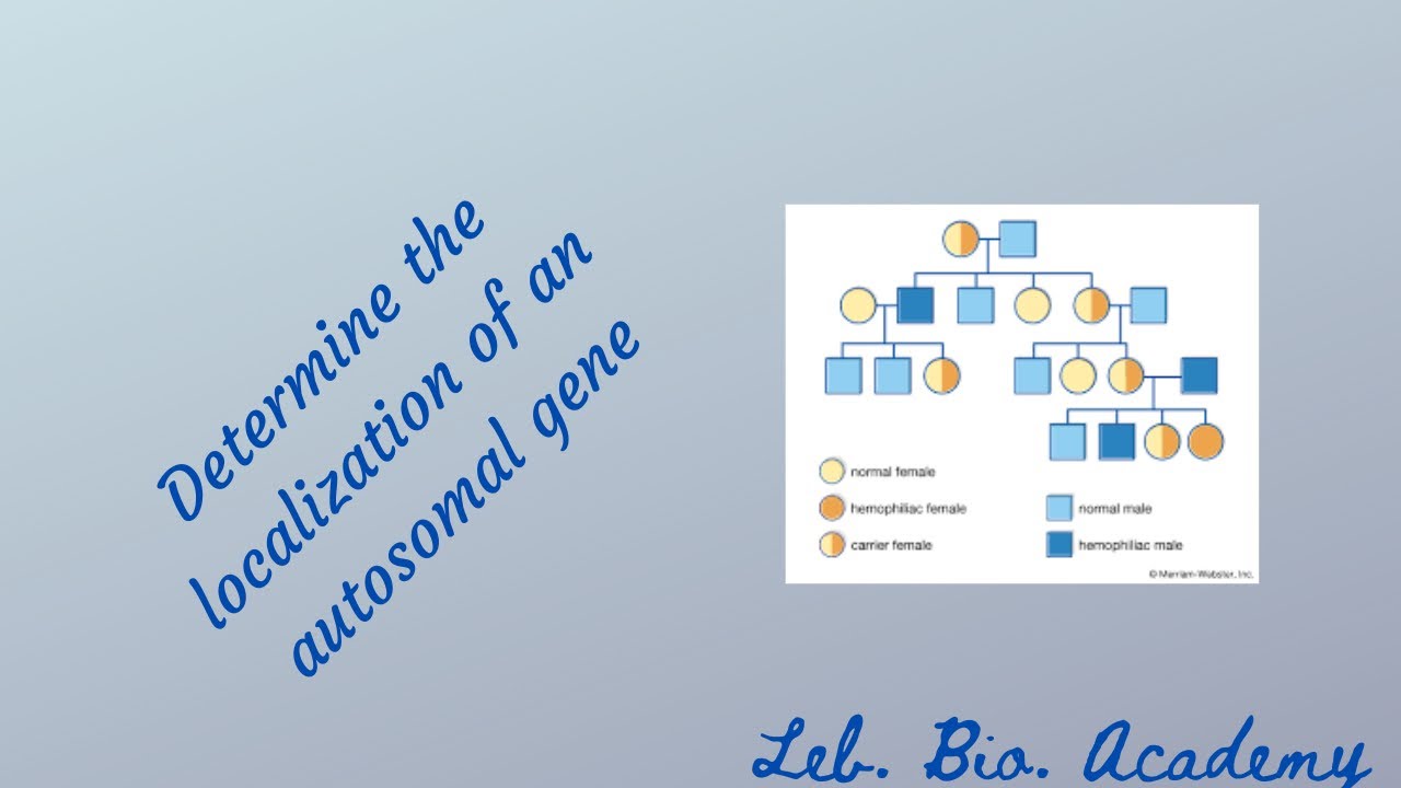 Determine the localization of a gene
