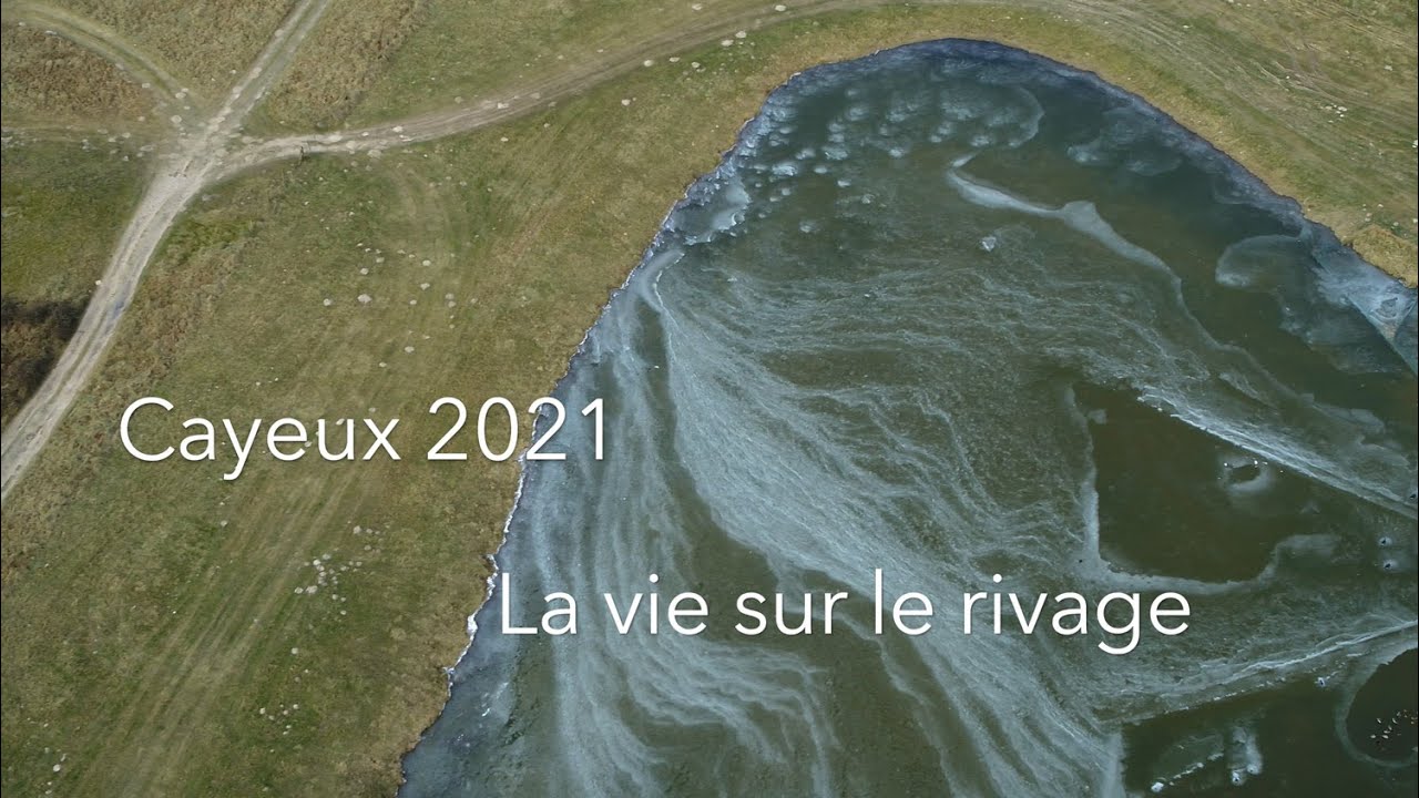 Cayeux 2021 -  La vie sur le rivage