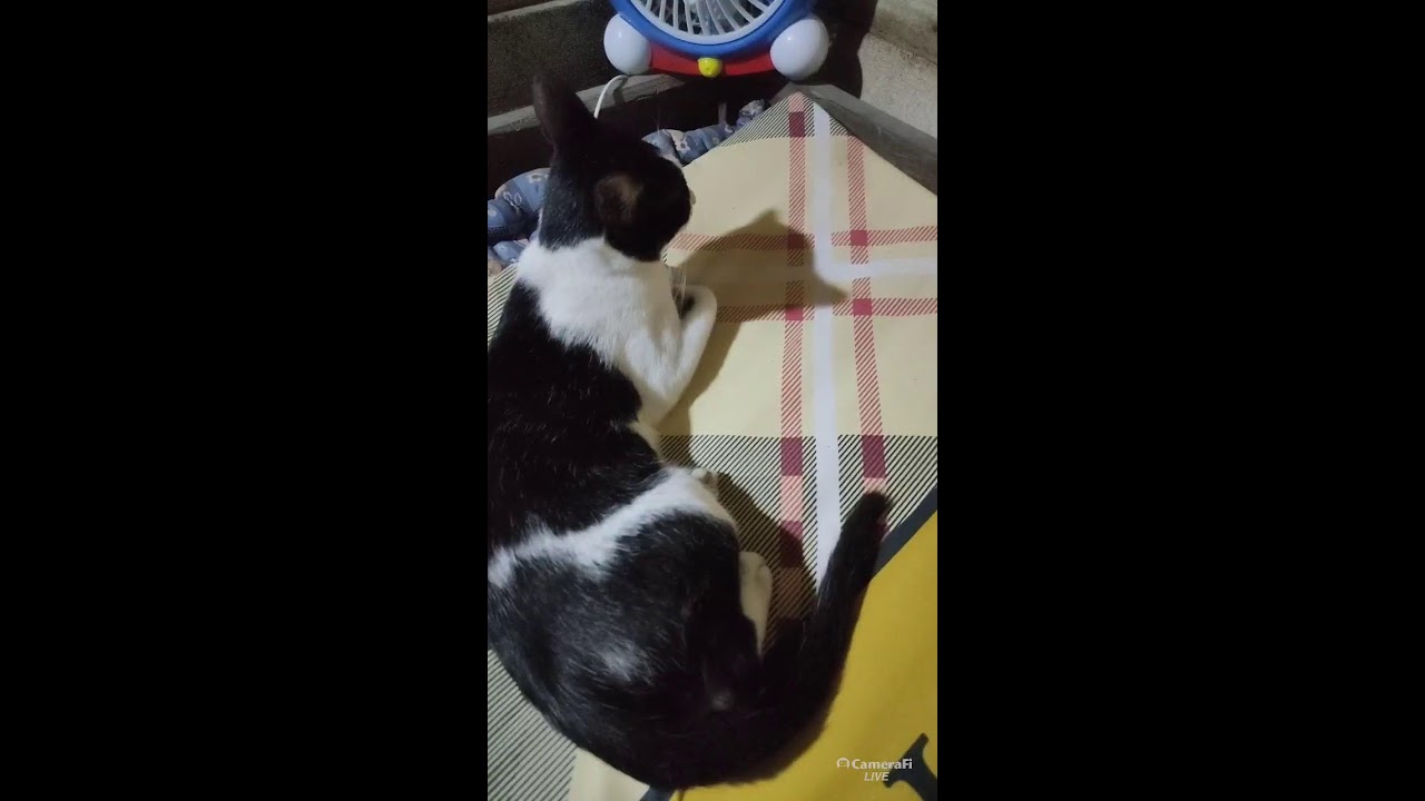 kucing Cat Sleeping tidur pulas Disini