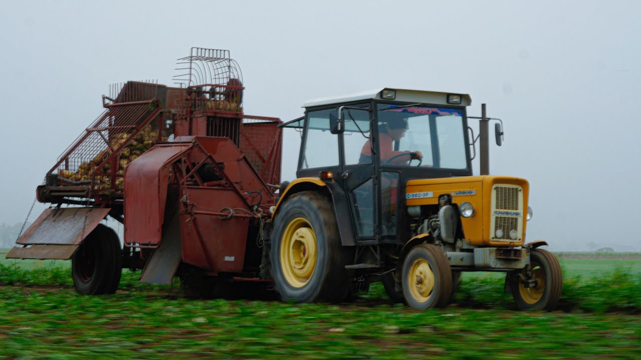 Kopanie Buraków 2024🔥 *ursus 360 -3p z NEPTUNEM😍 & ZETOR 7745