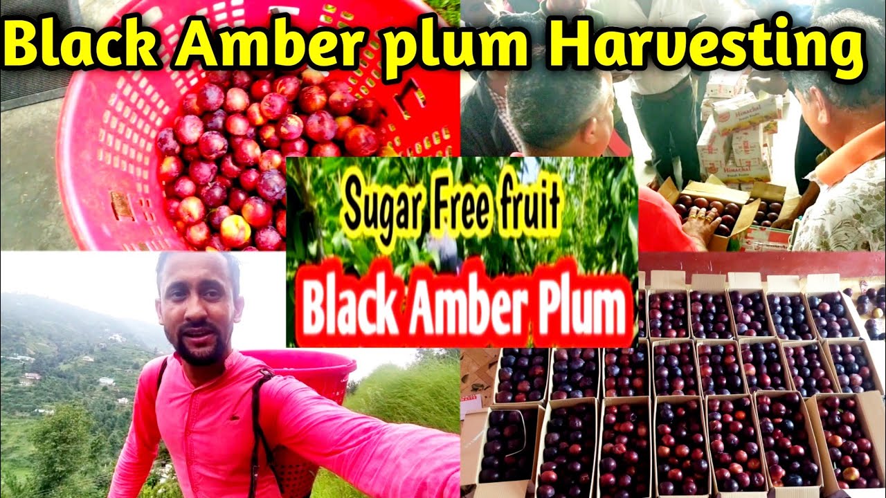 Black Amber Plum Harvesting 2023 ||Black Amber Plum Market Rate||Village Life||Manta Vlogs Warrior
