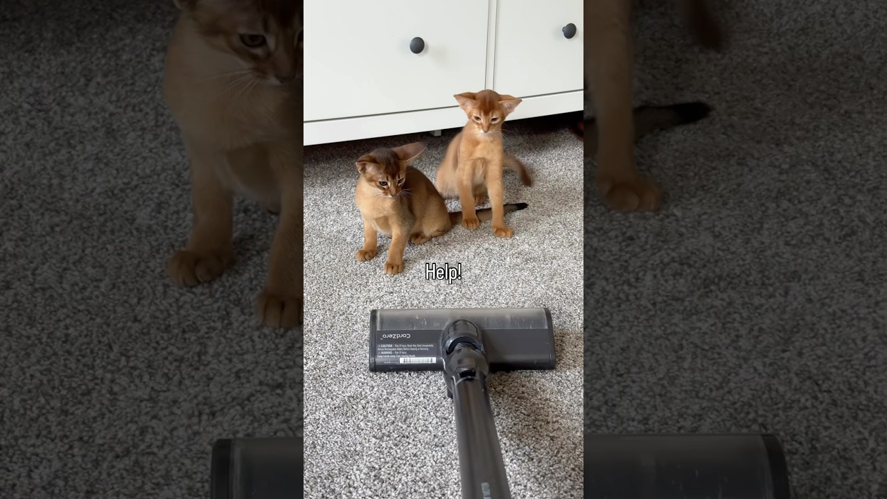 No more monsters! Abyssinian kittens and vacuum 🤣 #abyssinian #catshorts #funnycats