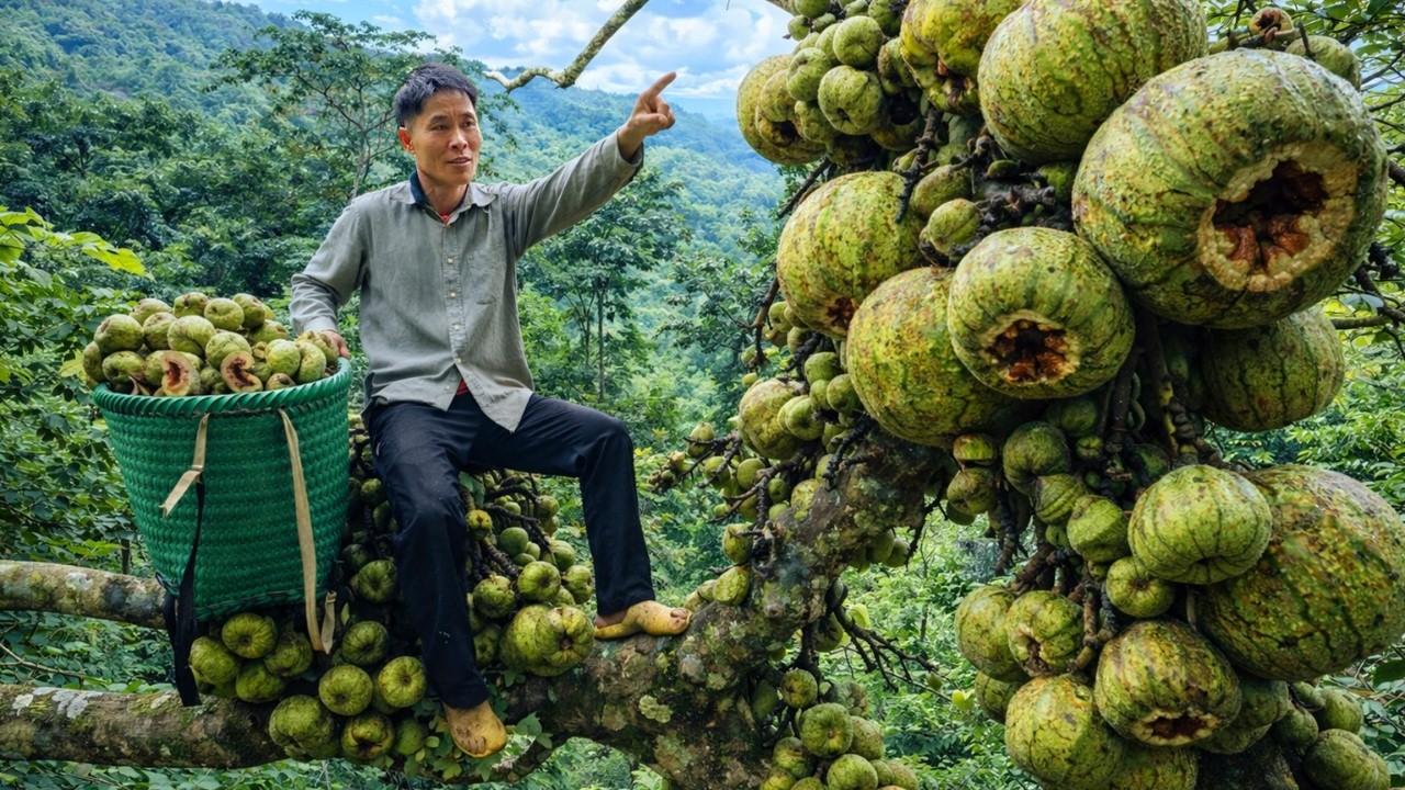 Harvesting Natural Fruit Garden to Sell at Market | Solo Survival Life