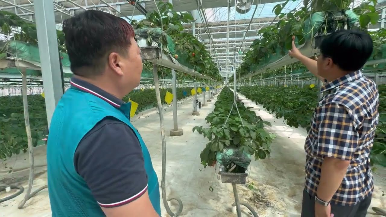 중국 딸기 체험농장은 일조량이 풍부해서 고품질 농산물 생산의 최적지입니다.