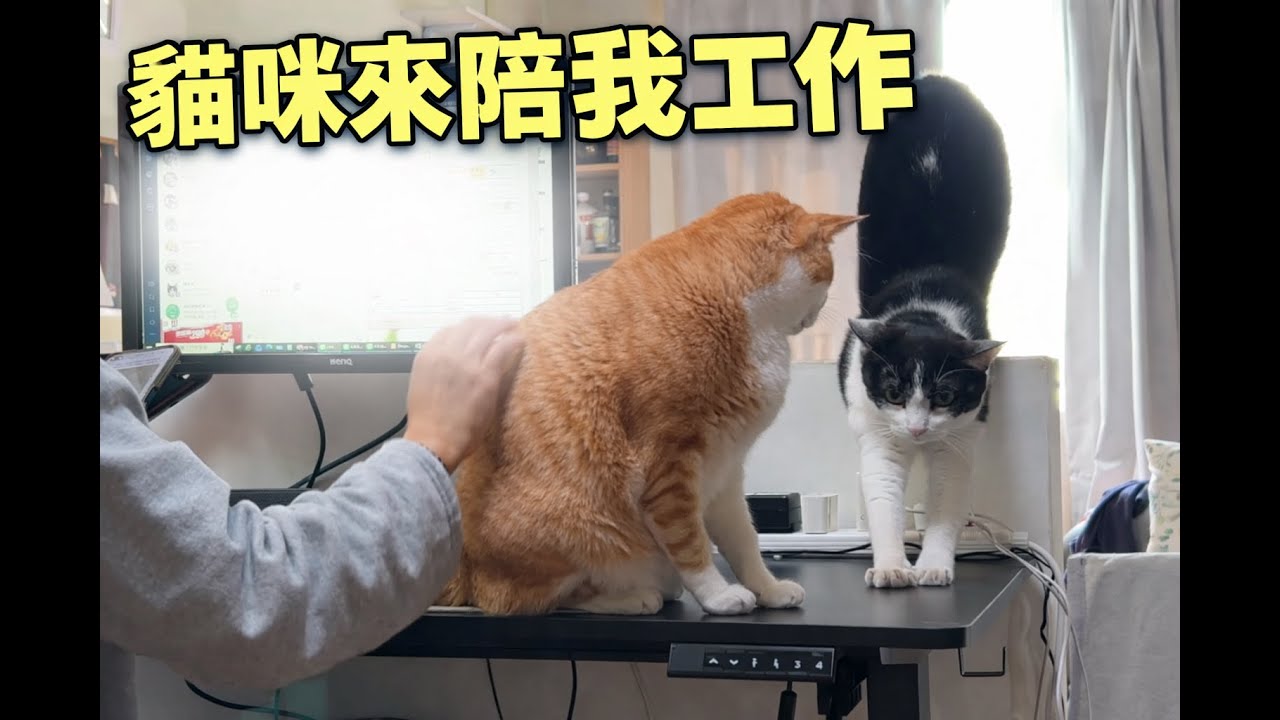 兩隻貓咪都來陪我工作了 療癒貓咪 放鬆紓壓