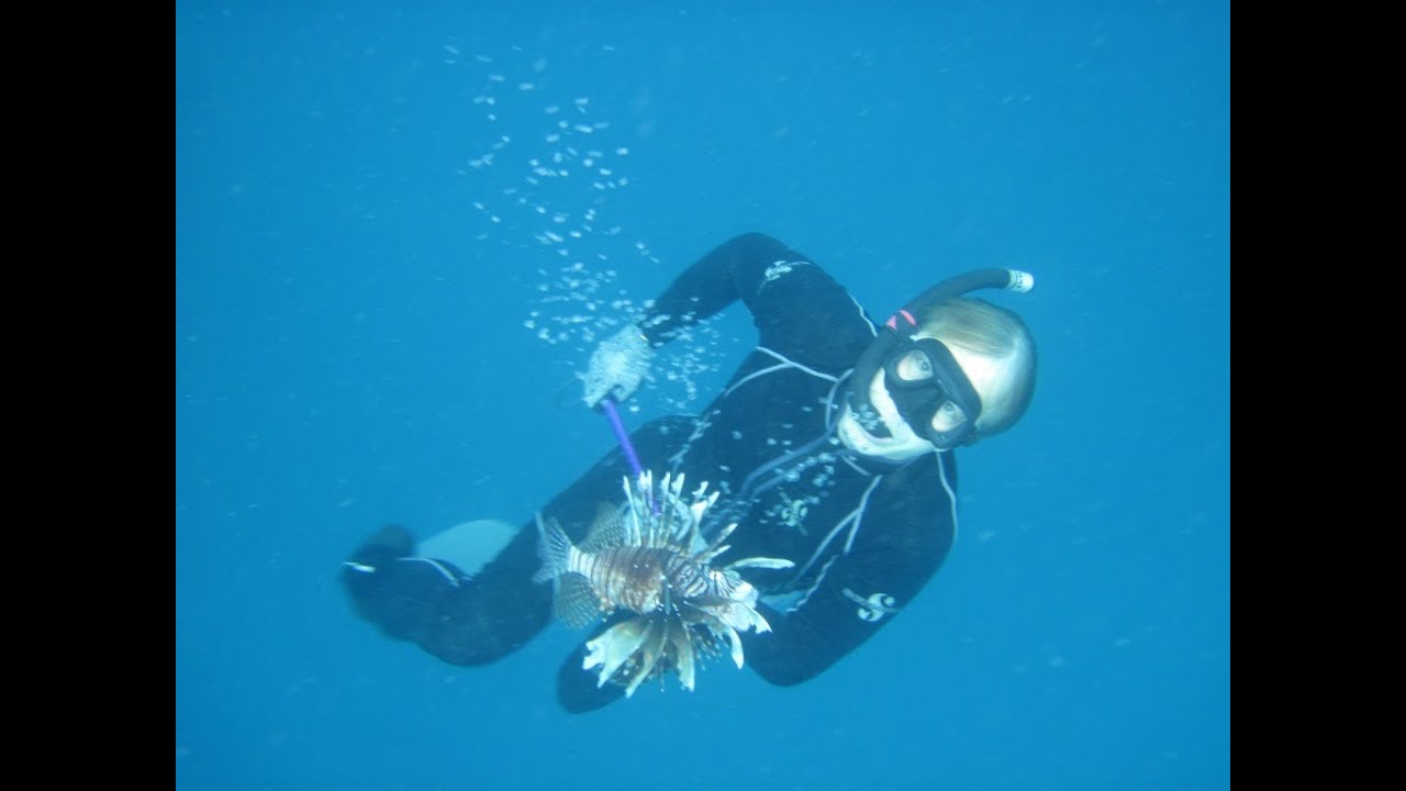 Chasse au Poisson-Lion en Guadeloupe
