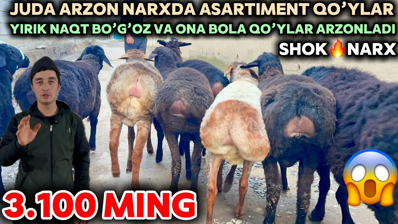 QAHRAMON NAQT BO’G’OZ VA ONA BOLA, YIRIK QO’CHQOR VA QO’ZILAR NARXINI YORVORDI, PULI ARZON QO’YLAR