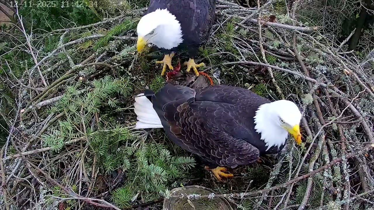 Bald eagles Ellie and Eddy bring a snack into the nest.   December 11, 2025