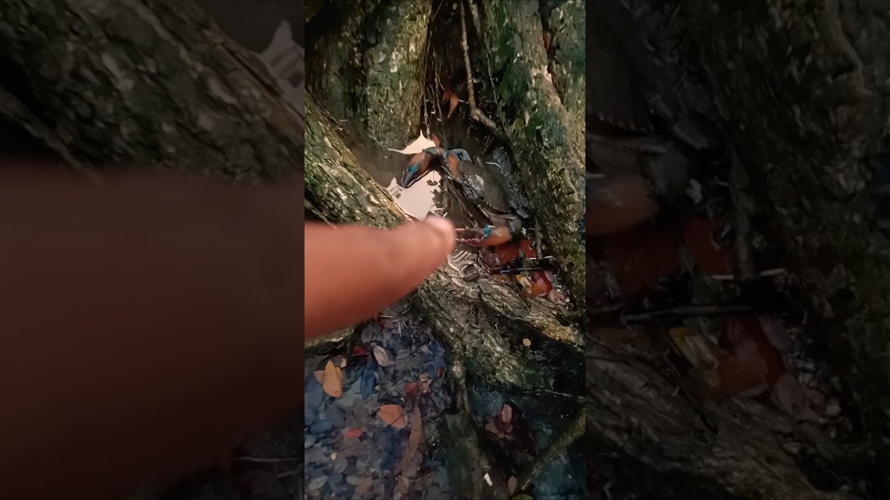 forest crab video #crab #birdsounds # #jongle #nature #youtube #forest #trending #viral #video