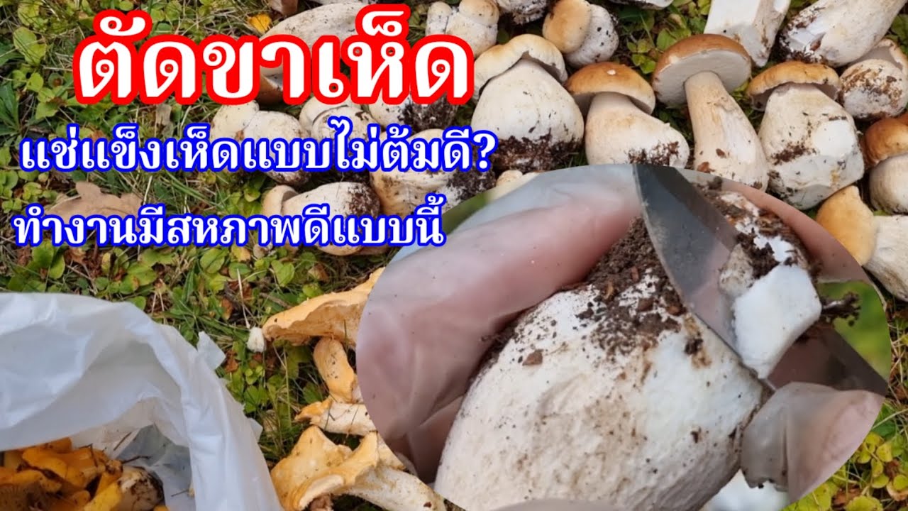 ตัดขาเห็ดผึ้งหวานเล่าประสบการณ์ที่เกิดกับตัวเอง