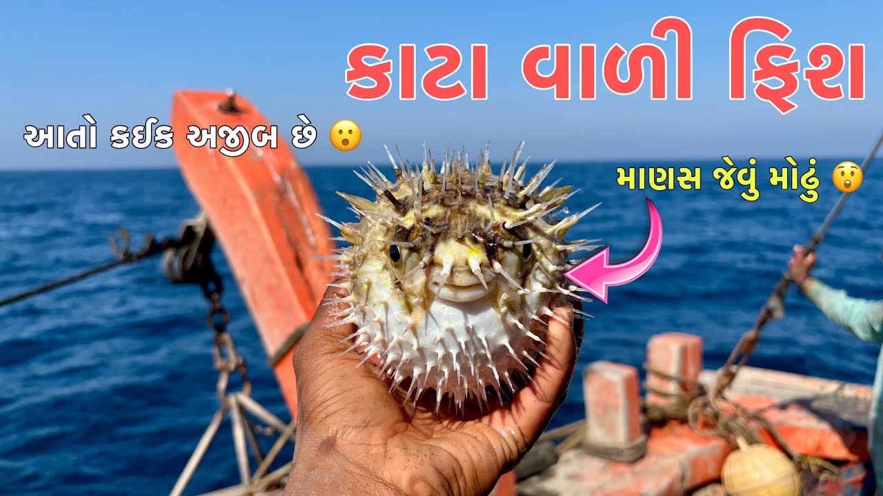 કાટા વાળી ફીસ 🐡 || માણસ જેવું મોઢું 😲