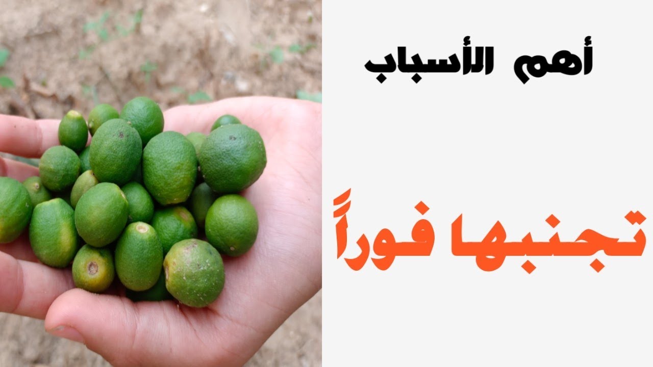علاج تساقط ثمار الموالح المفاجئ وعلاقته بنزول النقطة