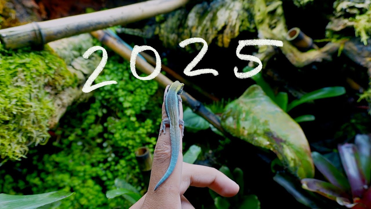 Every Vivarium & Aquarium We Built in 2025