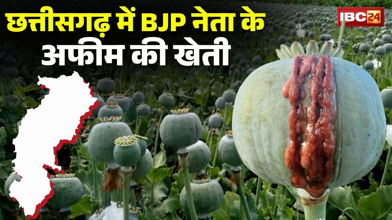 Durg Opium Farming: Illegal opium cultivation among corn plants in Durg. Three accused, including...