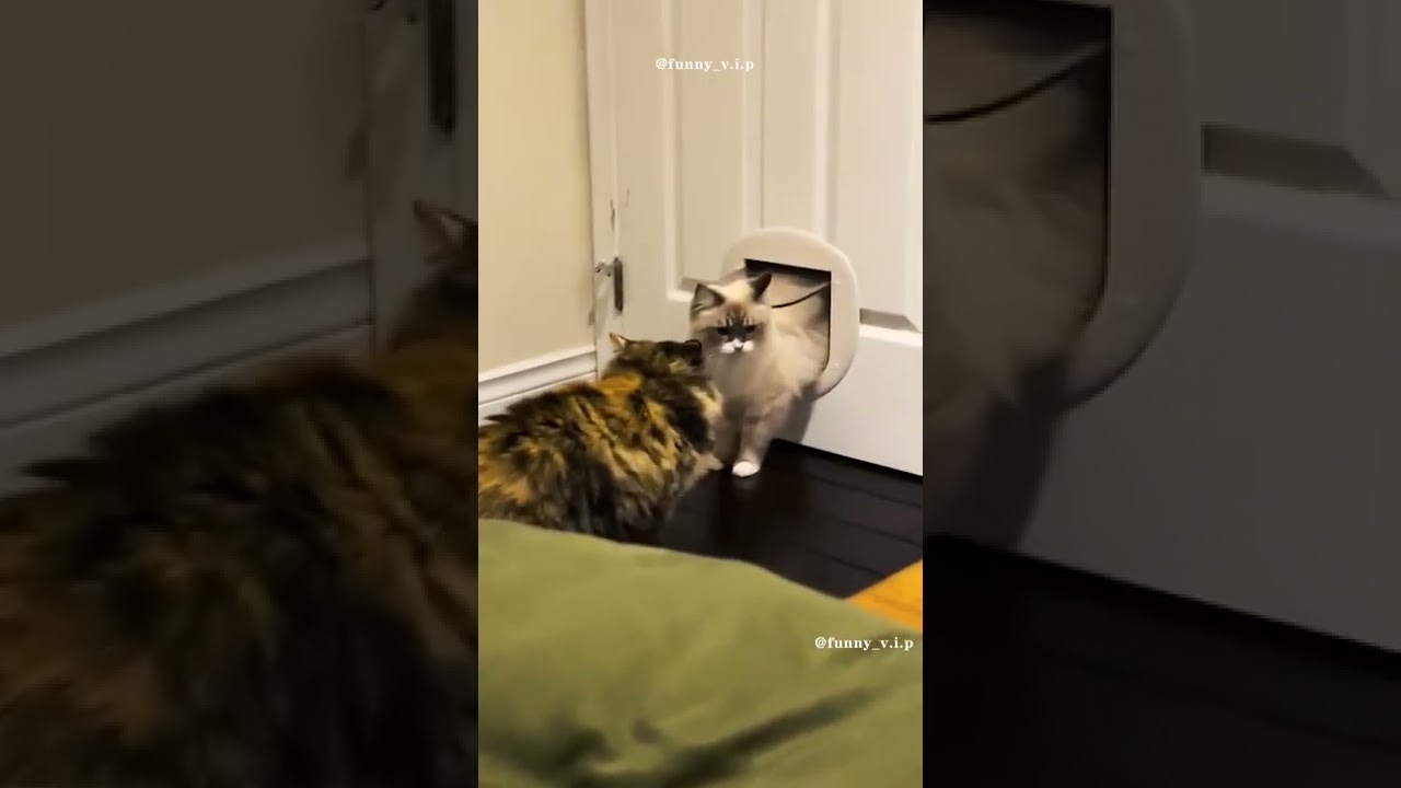 Compilation de chat 🐈 dr&ocirc;le : mourir de rire #shorts# 01